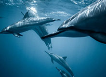 【揭秘】图赫尔突然下课是祸从口出？他在德国就这样